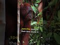 Things That Make Orangutans So Unique #intelligent #resourceful #animallovers