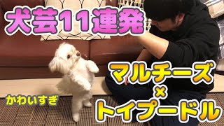 可愛すぎるマルプーの犬芸11連発【マルチーズ・トイプードル】