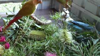 Nibbles and Boo Native Foraging