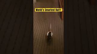 Here’s the World’s Smartest Rat: She Recognizes Her Name: Rodent: Animals: Pets: #animal #tricks