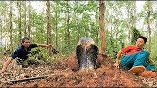 Aghast. The group of hunters panicked when they dug into the giant king cobra's nest under the mound