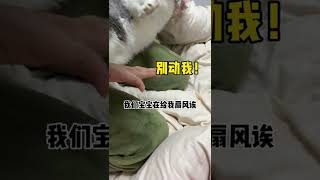 【陈秃秃的一家】居家隔离了十多天，人还没疯，猫先疯了…