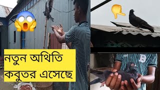 নতুন অতিথি কবুতর এসেছে আমার বাসায় 🥰🕊️👈 কবুতর উড়িয়ে দিলাম মাদি কবুতর 😱 mkmyworld