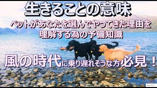 生きることの意味：ペットがあなたを選んでやってきた理由を理解する為の予備知識。風の時代に乗り遅れそうな方、スピリチュアルな世界の法則を知ろう！前世セラピーでわかったこと、まとめ