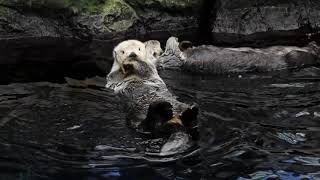 #animallover otter floating in water पानी में तैरता हुआ ऊदबिलाव