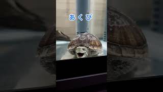 【お団子亀のあくび】 #ミシシッピニオイガメ #turtle #お団子 #あくび #亀 #可愛い動物 #ペット