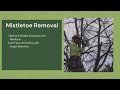 Strategies for Removing Mistletoes (Safely and Effectively) 🦠 Safeguarding Your Trees