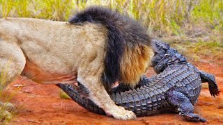 lion genk crocodile kilde for 1 lion \u0026 ସିଂହ ଏବଂ କୁମ୍ଭୀର