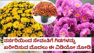 ಈ ಟಿಪ್ಸ್ ಗಳನ್ನು ಬಳಸಿ ನರ್ಸರಿ ಅಲ್ಲಿ ಗಿಡ ಖರೀದಿಸಿ / tips to buy plants from nursery #terracegraden