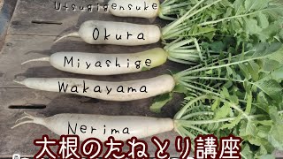 【大根大国ニッポン】日本在来大根の種とり/硬いサヤからタネだけ取り出す方法