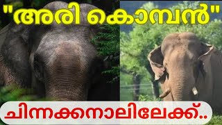 അരി കൊമ്പൻ വീണ്ടും ചിന്നക്കനാലിലേക്ക് 🔥🔥🐘🐘 കാടിറക്കിയാലും വീണ്ടും അവൻ വരും 🔥🔥🐘🐘