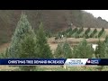 Costly Christmas trees in high demand