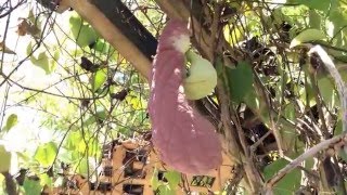 Aristolochia ( Dutchman's pipe )