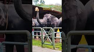 A Famosa Safari Wonderland, Melaka, Malaysia 🐘👌 #shorts #animals #elephant #ytshort #viral #safari