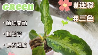 三色/迷彩粗勒草開箱#佛系種植#新手入坑 #green