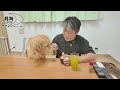 【切り抜き】年末年始の醍醐味。娘の料理に感動して子犬に伝える。