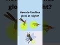 how do fireflies glow at night?#knowledge #youtubeshorts #shorts #shortsvideo #knowledge short