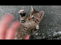 いないいないばーする猫