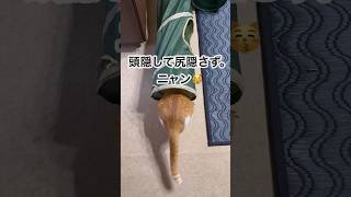 頭隠して尻隠さず猫が面白すぎる！ #cat #cute #cats