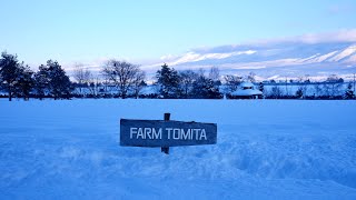 FARM TOMITA / ファーム富田/ Shirahige  Waterfall / 白ひげの滝 2023