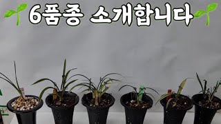 한국춘란🌱🌱6품종 소개합니다!☺️💚💚💚함평 만호방