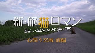 新・旅猫ロマン 2025年2月22日［猫の日］放映予告編 宮城 前編 猫の木登り、ノスタルジックな猫の散歩道、全部人懐こい猫！