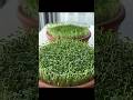 How to grow and sprout chia seeds on a clay pot at home🌱