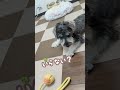 食いしん坊でも好き嫌いはあるらしい miniatureschnauzer puppy ミニチュアシュナウザー schnauzer dog