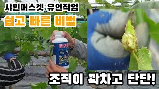 샤인머스켓 가지 유인시 절대 떨어지지않는(부러지지않는) 가지 만들기 #빳빳탄