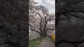 白石川堤一目千本桜