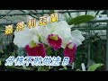 【犀利小農莊38】2023/03/16嘉得利亞蘭Cattleya分株狀況B，分株不敗做法，Cattleya ramet status B, ramet undefeated practice