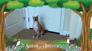 Our Basenji Graham howling (yodelling)