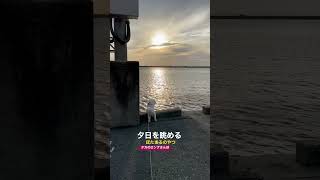 夕日を眺めるぼたまる ビションフリーゼ #shorts