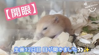 【開眼】【生後12日目】赤ちゃんハムスターの目が開きました