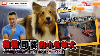 救救可憐的小牧羊🐶🎬 Saving Poor little shettie from Phobia