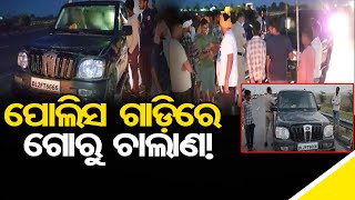 ପୋଲିସ ଗାଡ଼ିରେ ଗୋରୁ ଚାଲାଣ! | Odisha Reporter