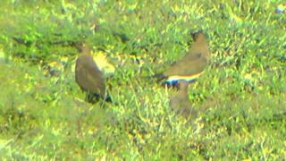 Pratincole, Oriental - Glareola maldivarum