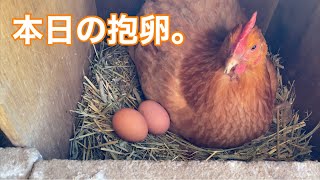 今日も卵を温めます【ピヨチャンネル】（iPhone11pro 4k60p）