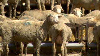 AgweekTV: ND Sheep Farm Takes on Marketing