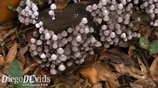 Coprinellus disseminatus - Small white mushrooms (Fungi - Agaricales - Physalacriaceae)