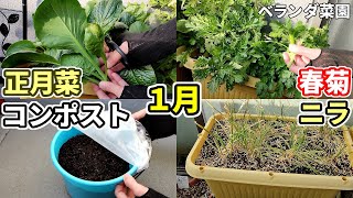 【ベランダ菜園】１月のベランダ菜園～のんびり収穫と春への準備期間