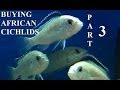 GUIDE TO BUYING AFRICAN CICHLIDS Part 3 Presented by KGTropicals