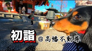 Mダックス鼻ちゃんと初詣🎍高幡不動尊に行ってきた！ #747