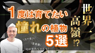 世界一高嶺！？１度は育ててみたい憧れの植物５選