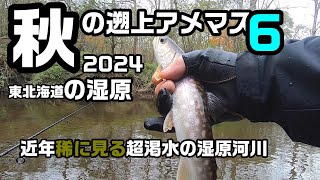 秋の遡上アメマス2024 東北海道の湿原6【渓流釣り】近年稀に見る超渇水の湿原河川