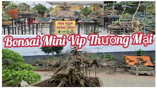 ZBV-HL11:Dàn BonsaiMini Vip khu thương mại  tại Hoàng Long Thanh Hóa #bonsaidep #bonsaiminidep