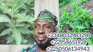 ÌWULO EWE EWURO, +2348032983298, +2290154651928,+225 0506134943