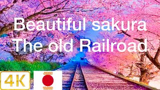 japan best sakura 4K keaga incline the Old railway track kyoto japan 桜 2022