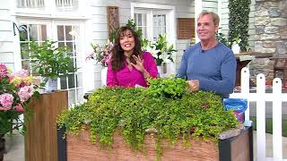 Phillip Watson Designs 6-Piece Creeping Jenny Live Plants on QVC