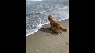 Unbelievable Funny Dog Reaction 🤣😂| #viral #short #dog